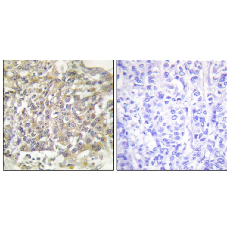 Immunohistochemistry - Anti-Shc Antibody (B0024) - Antibodies.com