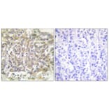 Immunohistochemistry - Anti-Shc Antibody (B0024) - Antibodies.com