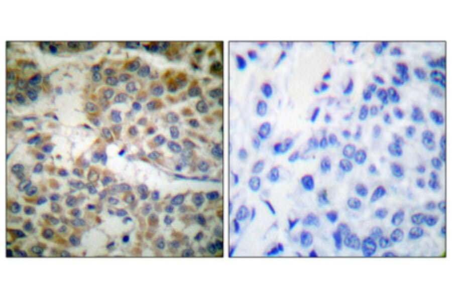 Immunohistochemistry - Anti-Shc Antibody (B0024) - Antibodies.com