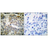 Immunohistochemistry - Anti-Shc Antibody (B0024) - Antibodies.com