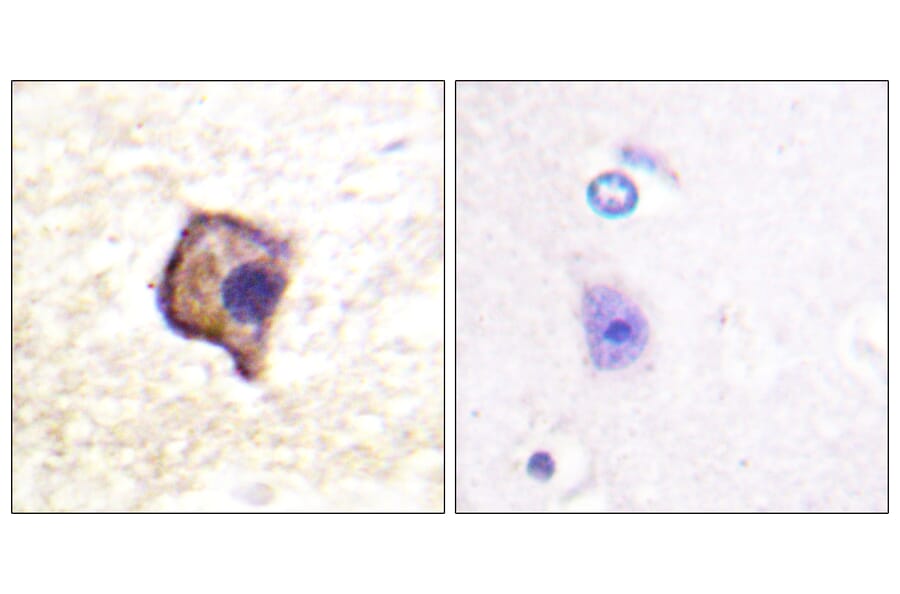 Immunohistochemistry - Anti-Ret Antibody (B0980) - Antibodies.com