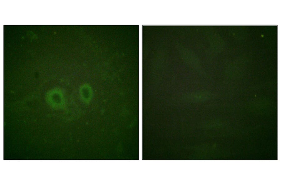 Immunofluorescence - Anti-Ret Antibody (B0980) - Antibodies.com
