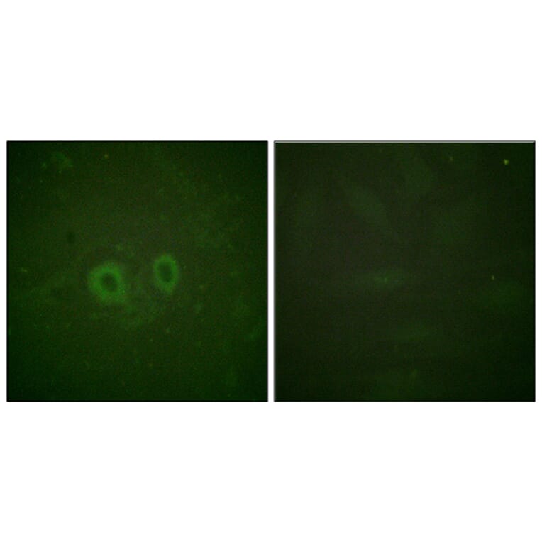 Immunofluorescence - Anti-Ret Antibody (B0980) - Antibodies.com