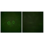 Immunofluorescence - Anti-Ret Antibody (B0980) - Antibodies.com