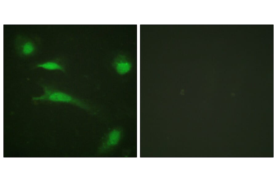 Immunofluorescence - Anti-p53 Antibody (B0529) - Antibodies.com