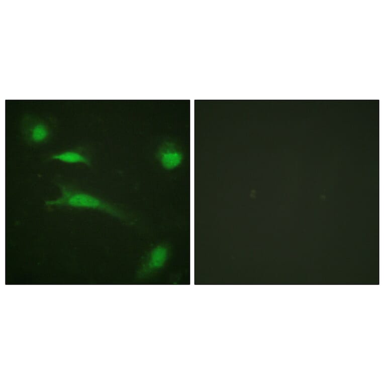 Immunofluorescence - Anti-p53 Antibody (B0529) - Antibodies.com