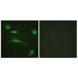 Immunofluorescence - Anti-p53 Antibody (B0529) - Antibodies.com