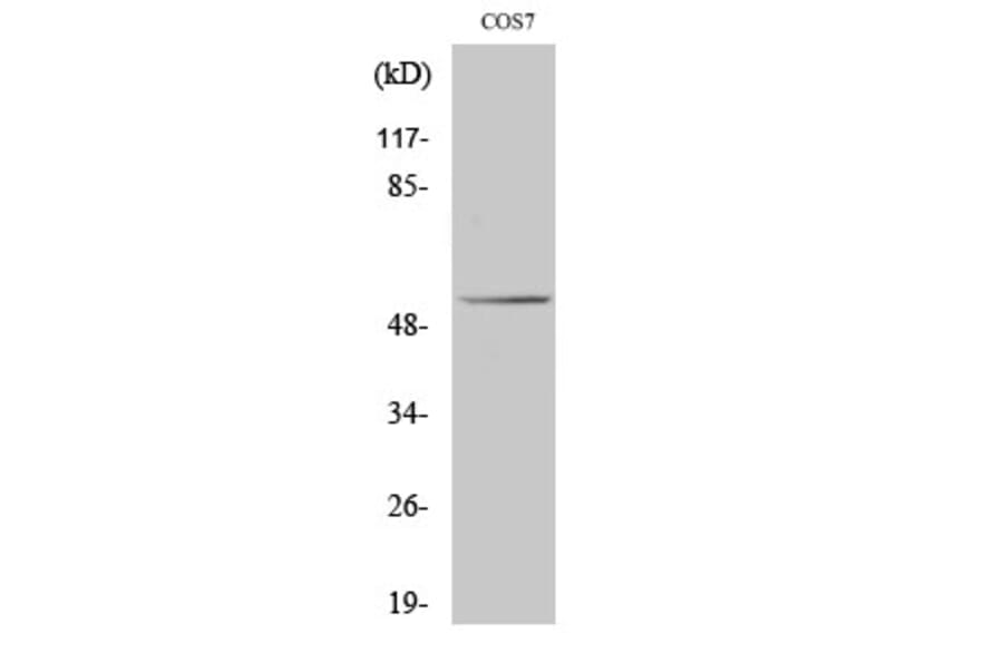 Western Blot - Anti-p53 Antibody (B0529) - Antibodies.com