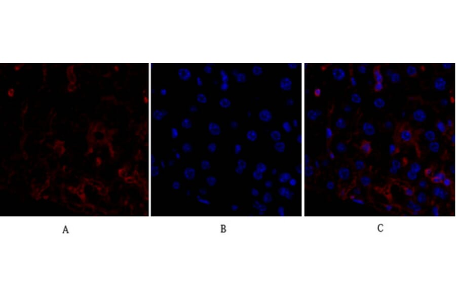 Immunofluorescence - Anti-p53 Antibody (B0529) - Antibodies.com