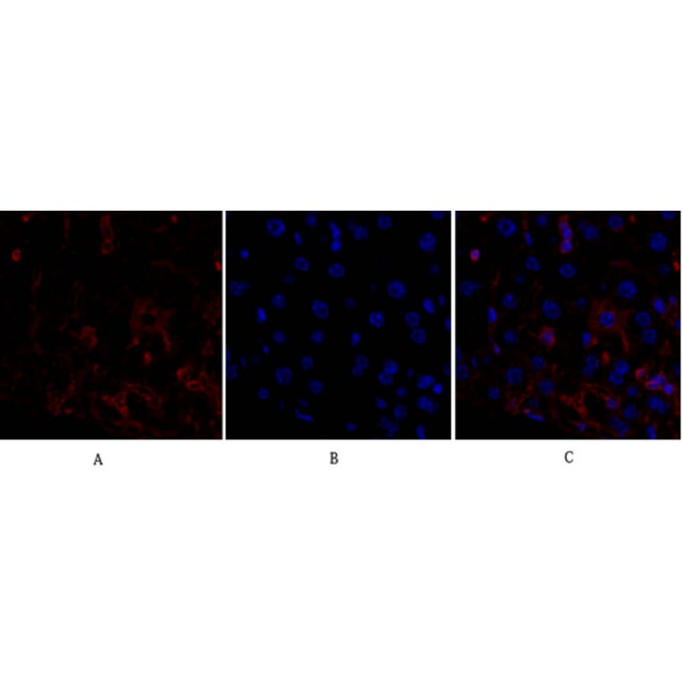 Immunofluorescence - Anti-p53 Antibody (B0529) - Antibodies.com