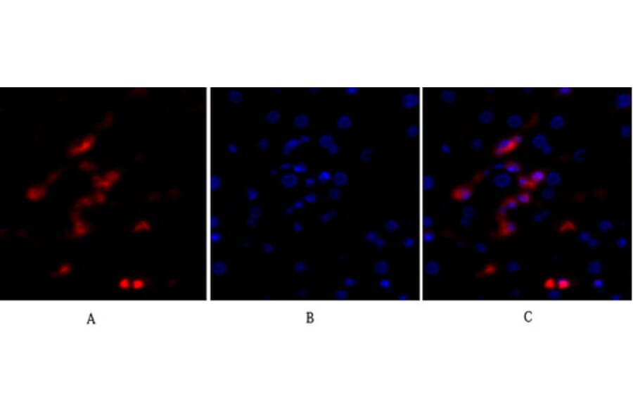Immunofluorescence - Anti-p53 Antibody (B0529) - Antibodies.com