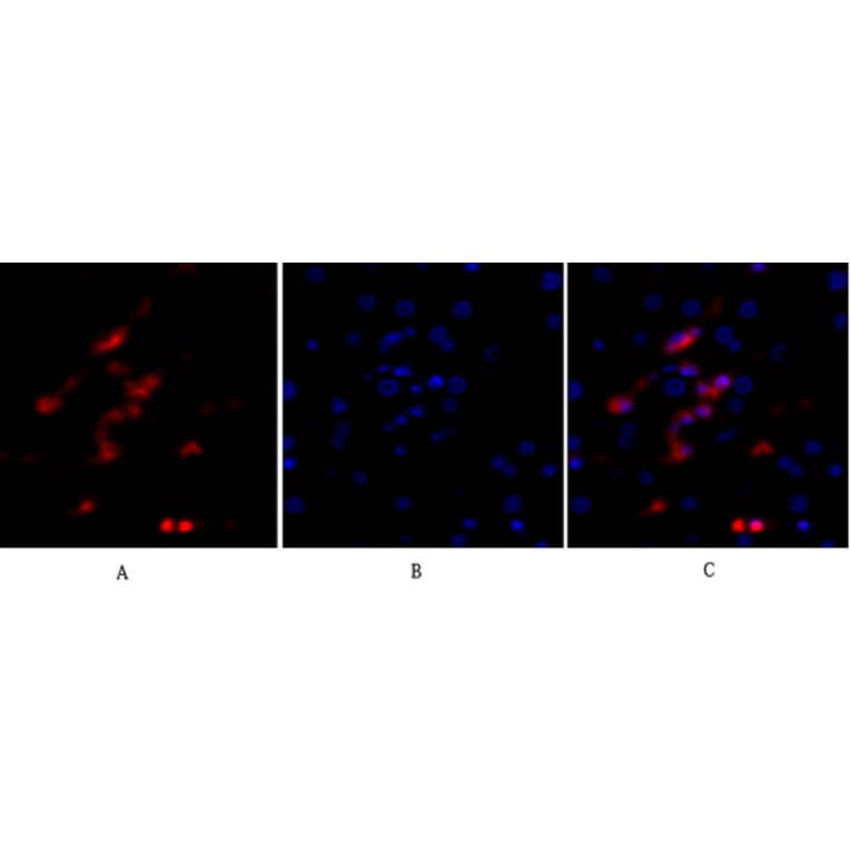 Immunofluorescence - Anti-p53 Antibody (B0529) - Antibodies.com