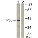 Western Blot - Anti-p53 Antibody (D0035) - Antibodies.com