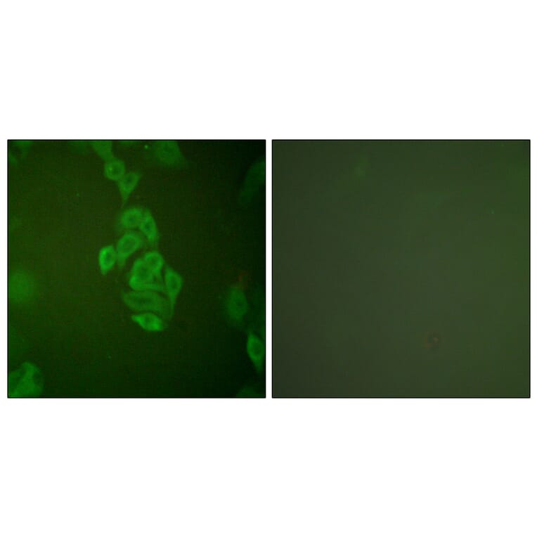 Immunofluorescence - Anti-NSE Antibody (C0280) - Antibodies.com