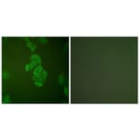 Immunofluorescence - Anti-NSE Antibody (C0280) - Antibodies.com