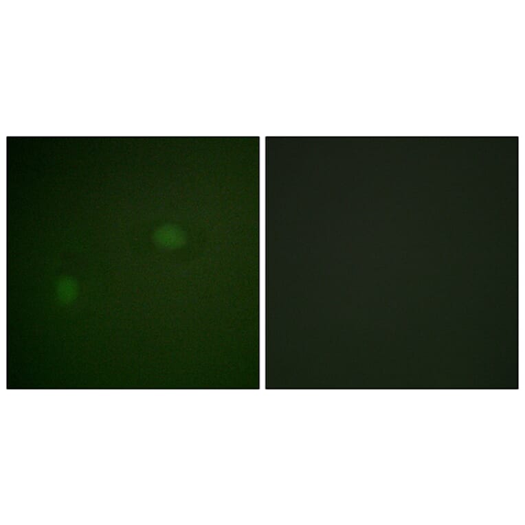 Immunofluorescence - Anti-NPM Antibody (B1166) - Antibodies.com