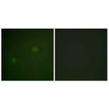 Immunofluorescence - Anti-NPM Antibody (B1166) - Antibodies.com