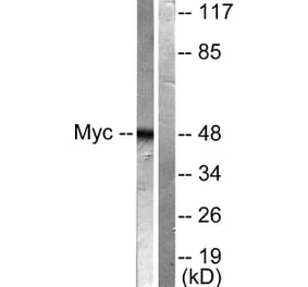 Western Blot - Anti-MYC Antibody (B0020) - Antibodies.com