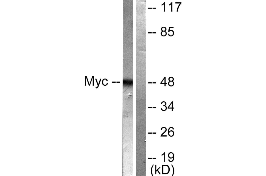 Western Blot - Anti-MYC Antibody (B0020) - Antibodies.com
