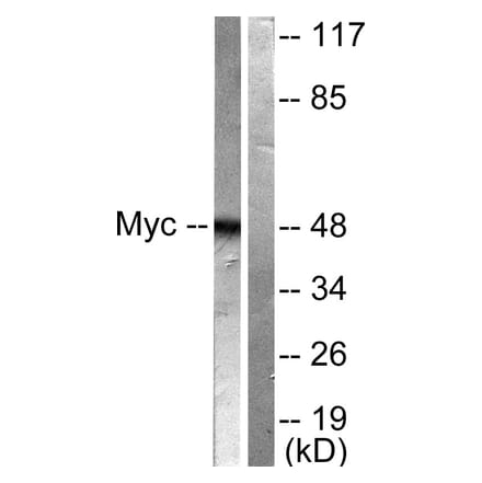 Western Blot - Anti-MYC Antibody (B0020) - Antibodies.com