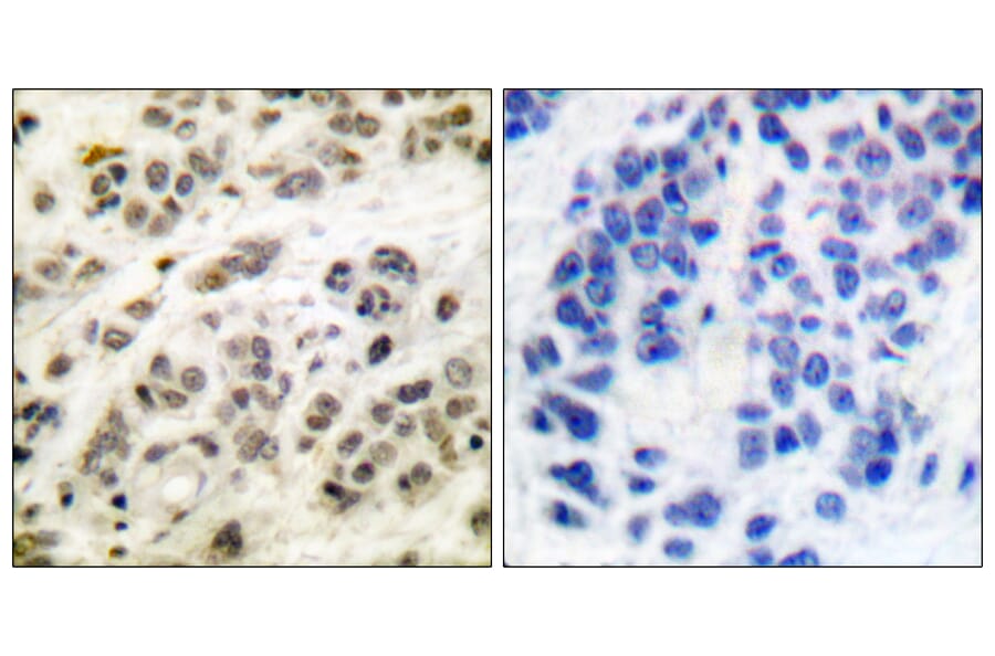 Immunohistochemistry - Anti-MYC Antibody (B0020) - Antibodies.com