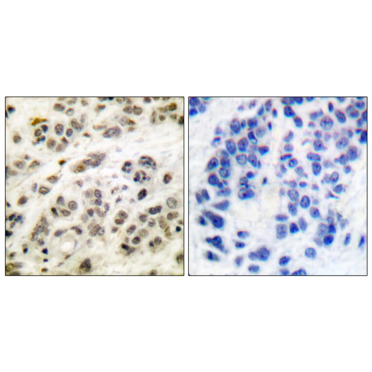 Immunohistochemistry - Anti-MYC Antibody (B0020) - Antibodies.com