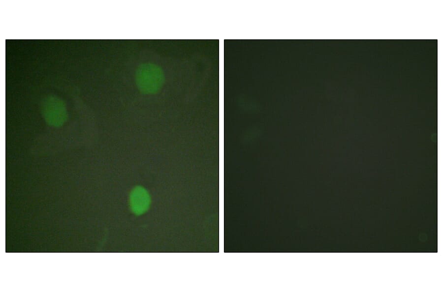 Immunofluorescence - Anti-MYC Antibody (B0020) - Antibodies.com