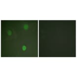 Immunofluorescence - Anti-MYC Antibody (B0020) - Antibodies.com