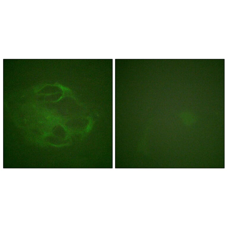 Immunofluorescence - Anti-HRS Antibody (B1044) - Antibodies.com