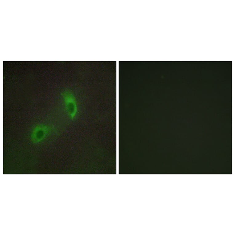 Immunofluorescence - Anti-HGS Antibody (C10062) - Antibodies.com