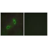 Immunofluorescence - Anti-HGS Antibody (C10062) - Antibodies.com