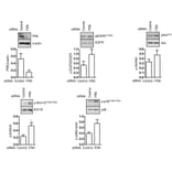 Western Blot - Anti-FRK Antibody - Antibodies.com