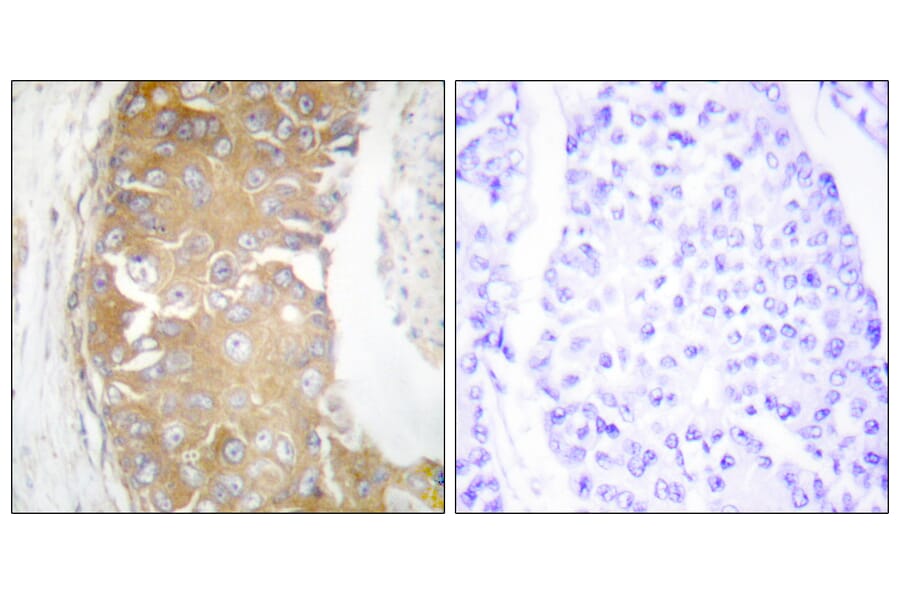 Immunohistochemistry - Anti-FRK Antibody (C10609) - Antibodies.com