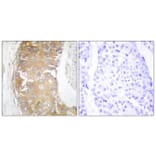 Immunohistochemistry - Anti-FRK Antibody (C10609) - Antibodies.com