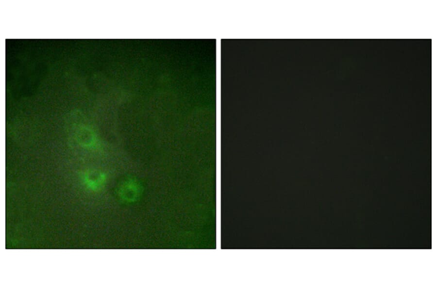 Immunofluorescence - Anti-FRK Antibody (C10609) - Antibodies.com