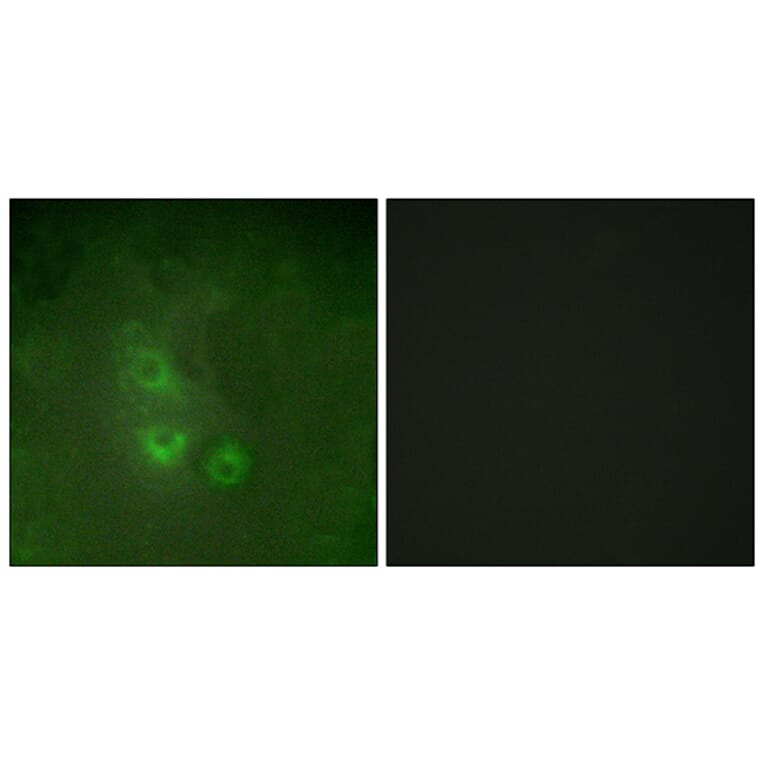 Immunofluorescence - Anti-FRK Antibody (C10609) - Antibodies.com