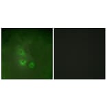 Immunofluorescence - Anti-FRK Antibody (C10609) - Antibodies.com