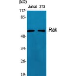 Western Blot - Anti-FRK Antibody (C10609) - Antibodies.com