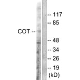 Western Blot - Anti-COT Antibody (B0064) - Antibodies.com