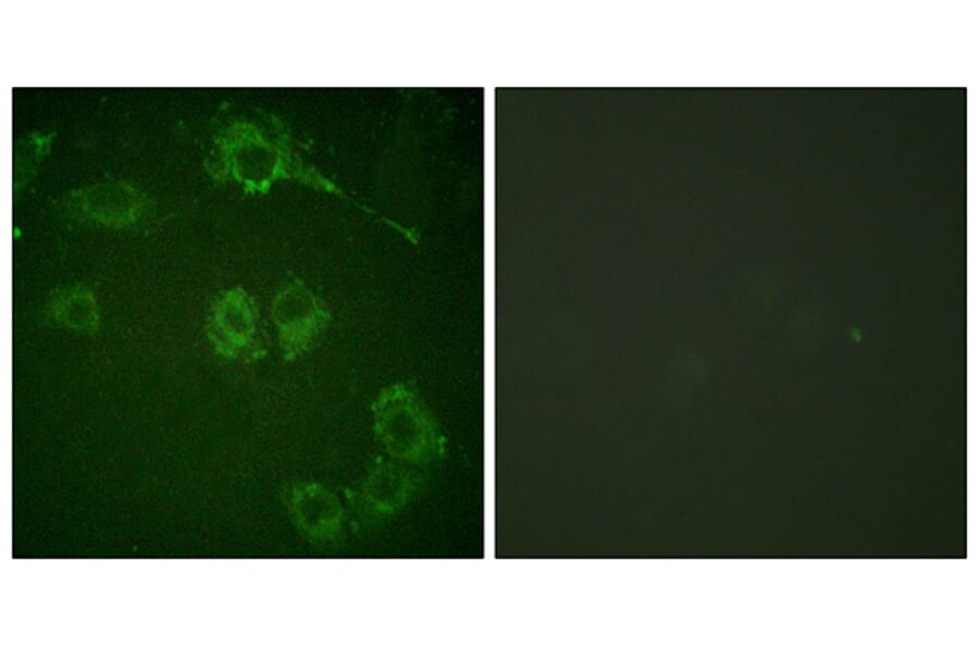Immunofluorescence - Anti-COT Antibody (B0064) - Antibodies.com