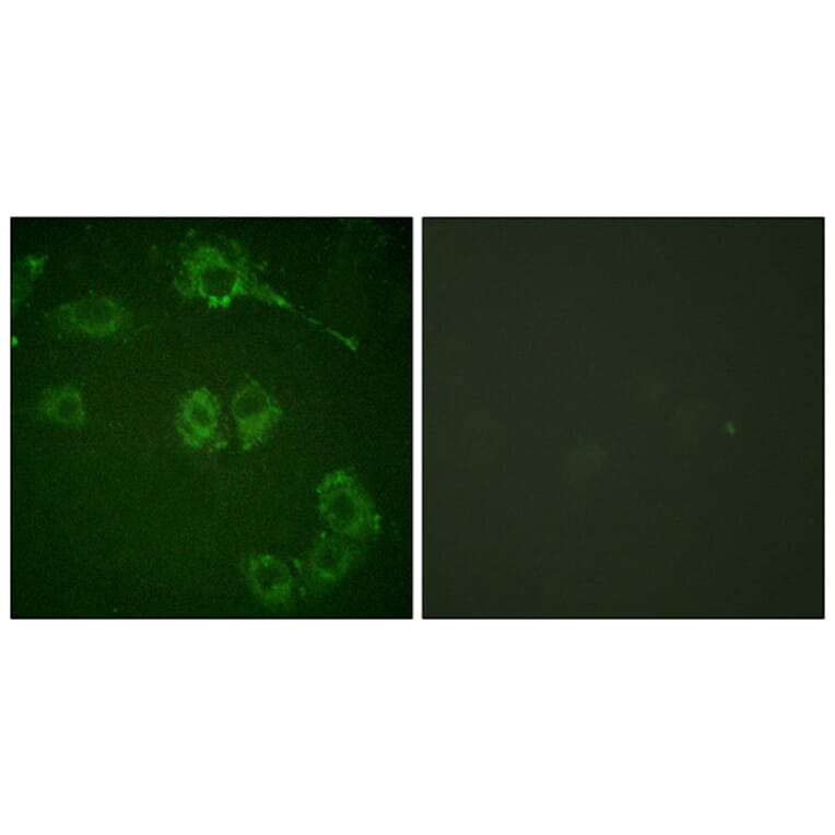 Immunofluorescence - Anti-COT Antibody (B0064) - Antibodies.com