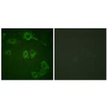 Immunofluorescence - Anti-COT Antibody (B0064) - Antibodies.com