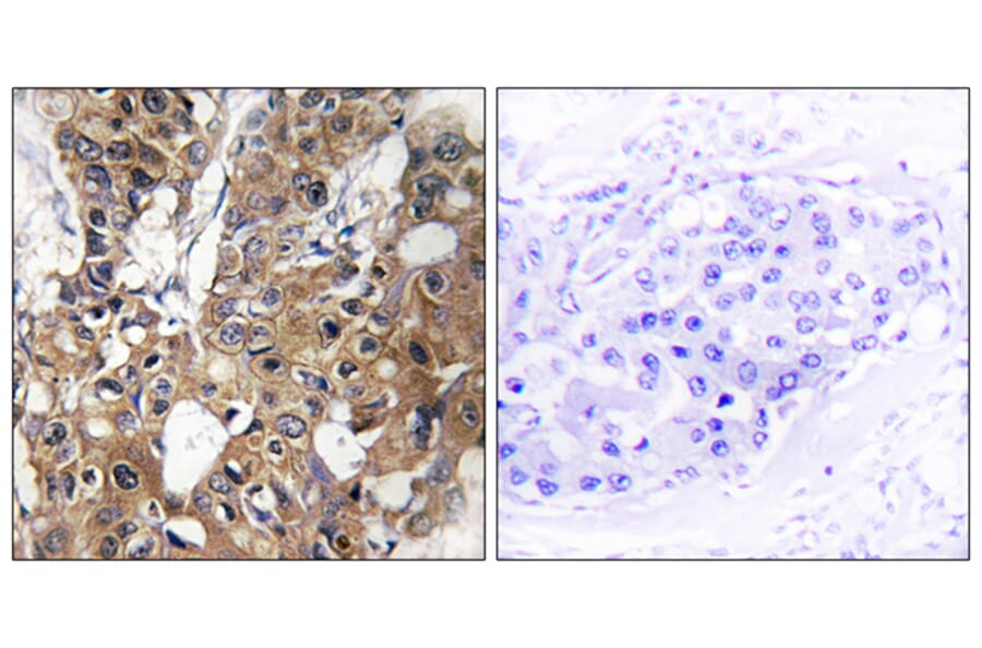 Immunohistochemistry - Anti-CD9 Antibody (C12162) - Antibodies.com