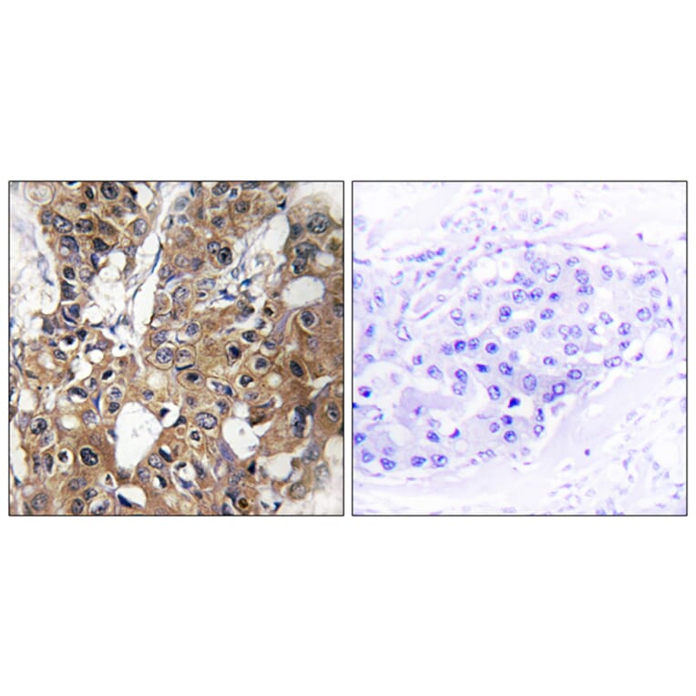 Immunohistochemistry - Anti-CD9 Antibody (C12162) - Antibodies.com