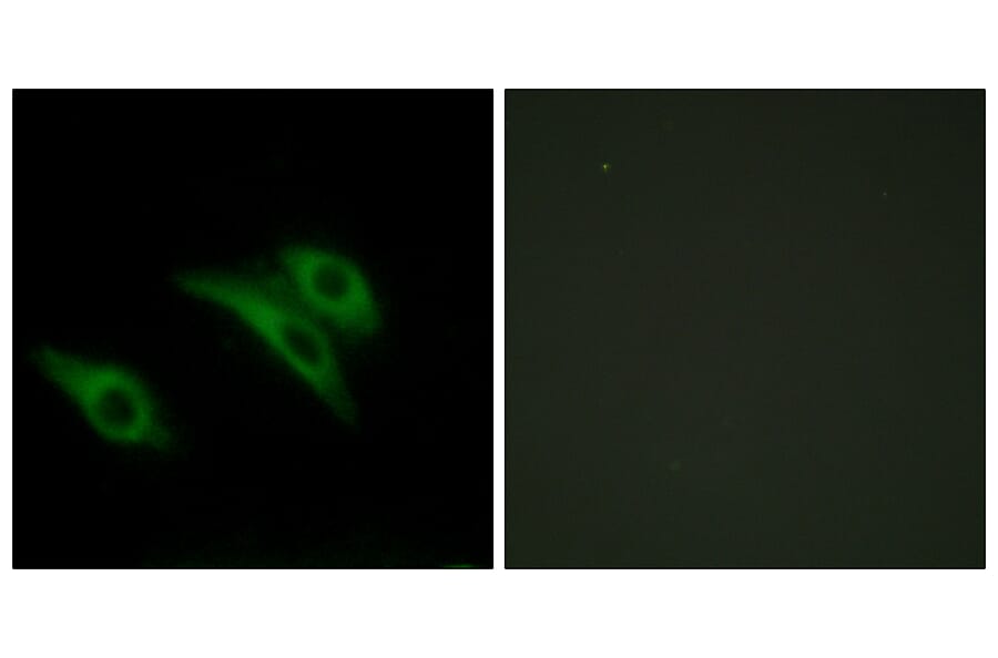 Immunofluorescence - Anti-CD9 Antibody (C12162) - Antibodies.com