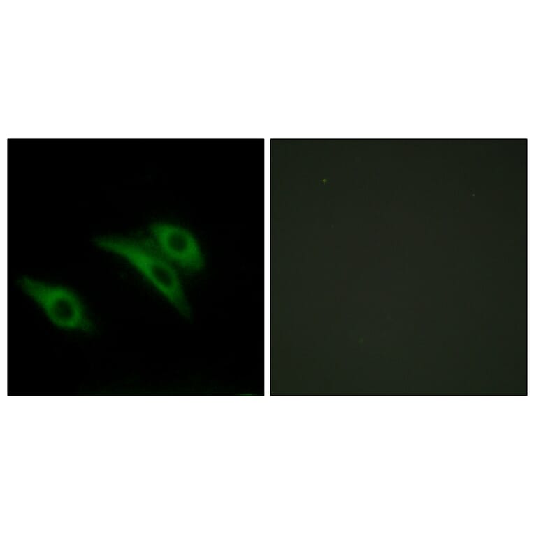 Immunofluorescence - Anti-CD9 Antibody (C12162) - Antibodies.com