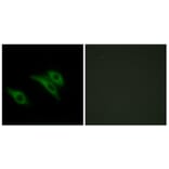 Immunofluorescence - Anti-CD9 Antibody (C12162) - Antibodies.com