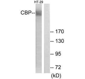 Western Blot - Anti-CBP Antibody (D0039) - Antibodies.com