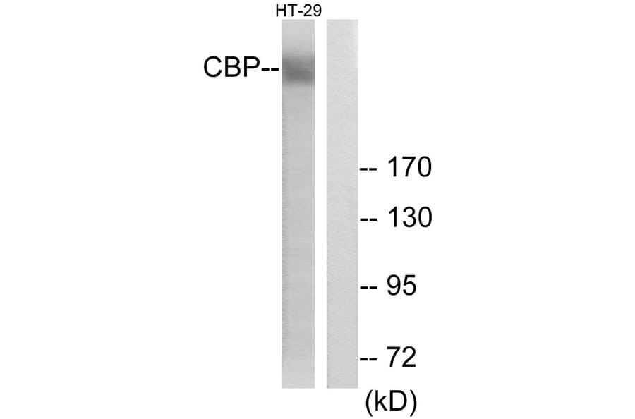 Western Blot - Anti-CBP Antibody (D0039) - Antibodies.com