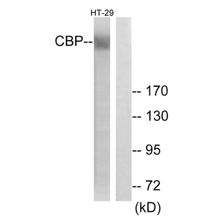Western Blot - Anti-CBP Antibody (D0039) - Antibodies.com